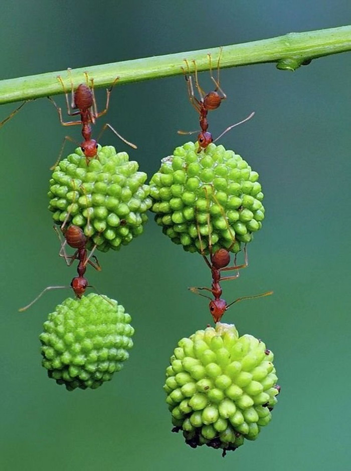 Cận[-]cảnh[-]kiến[-]chuyển[-]mồi[-]nặng[-]gấp[-]10[-]lần[-]cơ[-]thể